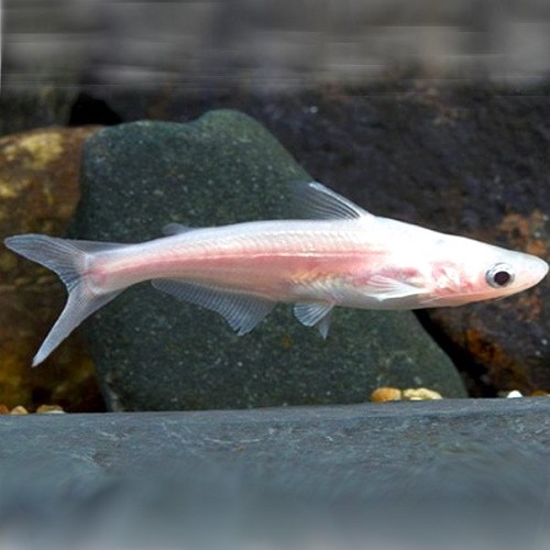 Pangasius pangasius - Blue shark albino